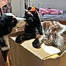 animal_interaction, bedroom, black_cat, canine, cardboard_box, cat, cozy, curious, dog, domestic_animal, feline, friendship, fur, home, indoor, pet, relaxed, sunlight, tongue, whiskers