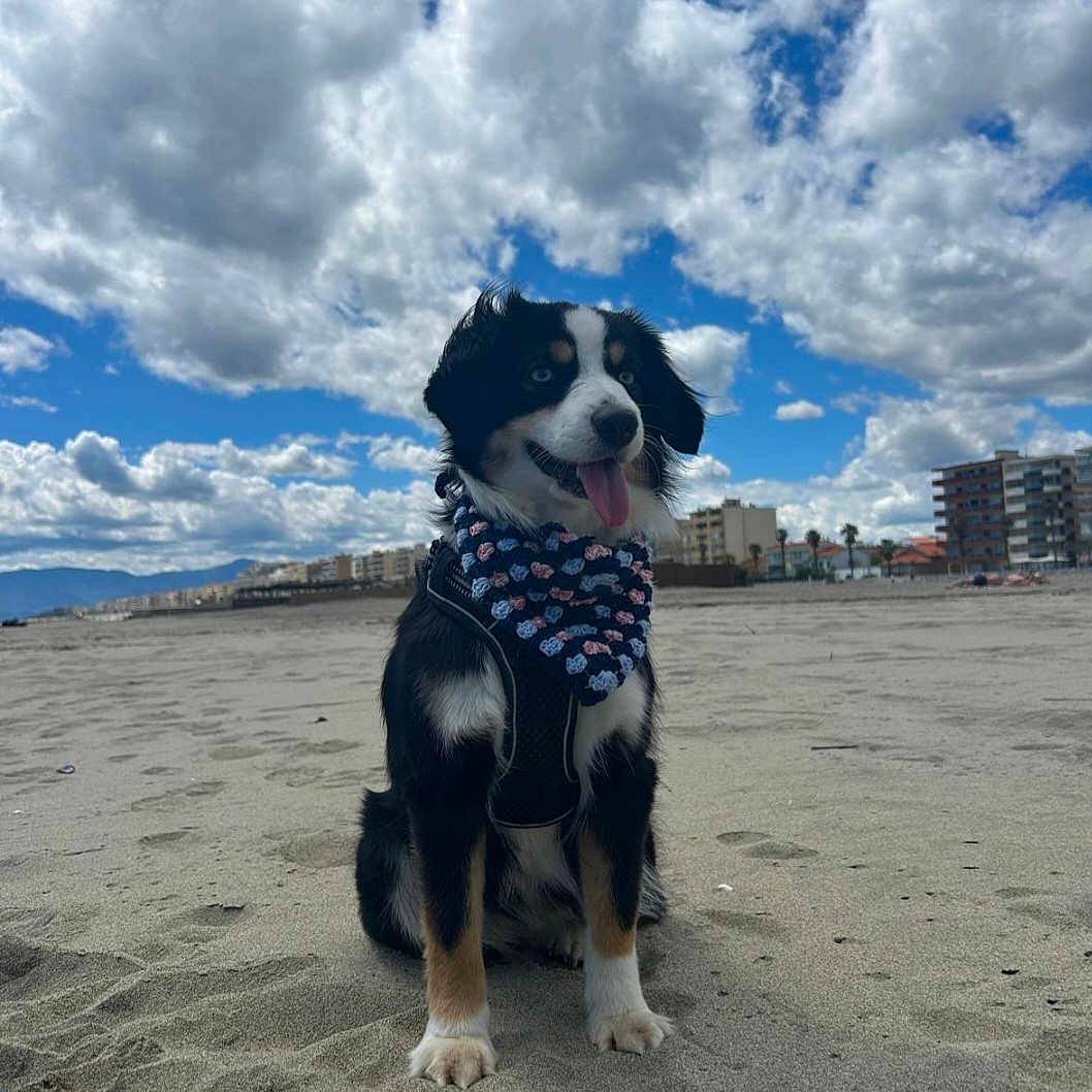 Kioshi participe au concours pour gagner de l'argent avec cette photo : animal, beach, blue_sky, buildings, canine, cloudy_sky, daytime, dog, fluffy, happy, landscape, nature, outdoor, palm_trees, pet, sand, scarf, sitting, sky, tongue_out