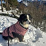 Kioshi participe au concours pour gagner de l'argent avec cette photo : animal, blue_sky, canine, coat, cold, dog, fur, landscape, leash, mountains, nature, outdoor, pet, scenery, sky, snow, snowy, trees, walking, winter