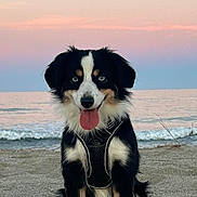 Kioshi participe au concours pour gagner de l'argent avec cette photo : animal, beach, black_and_white, calm, canine, dog, fur, happy, horizon, leash, nature, ocean, outdoor, pet, sand, sitting, sky, sunset, tongue_out, water