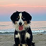 animal, beach, black_and_white, calm, canine, dog, fur, happy, horizon, leash, nature, ocean, outdoor, pet, sand, sitting, sky, sunset, tongue_out, water