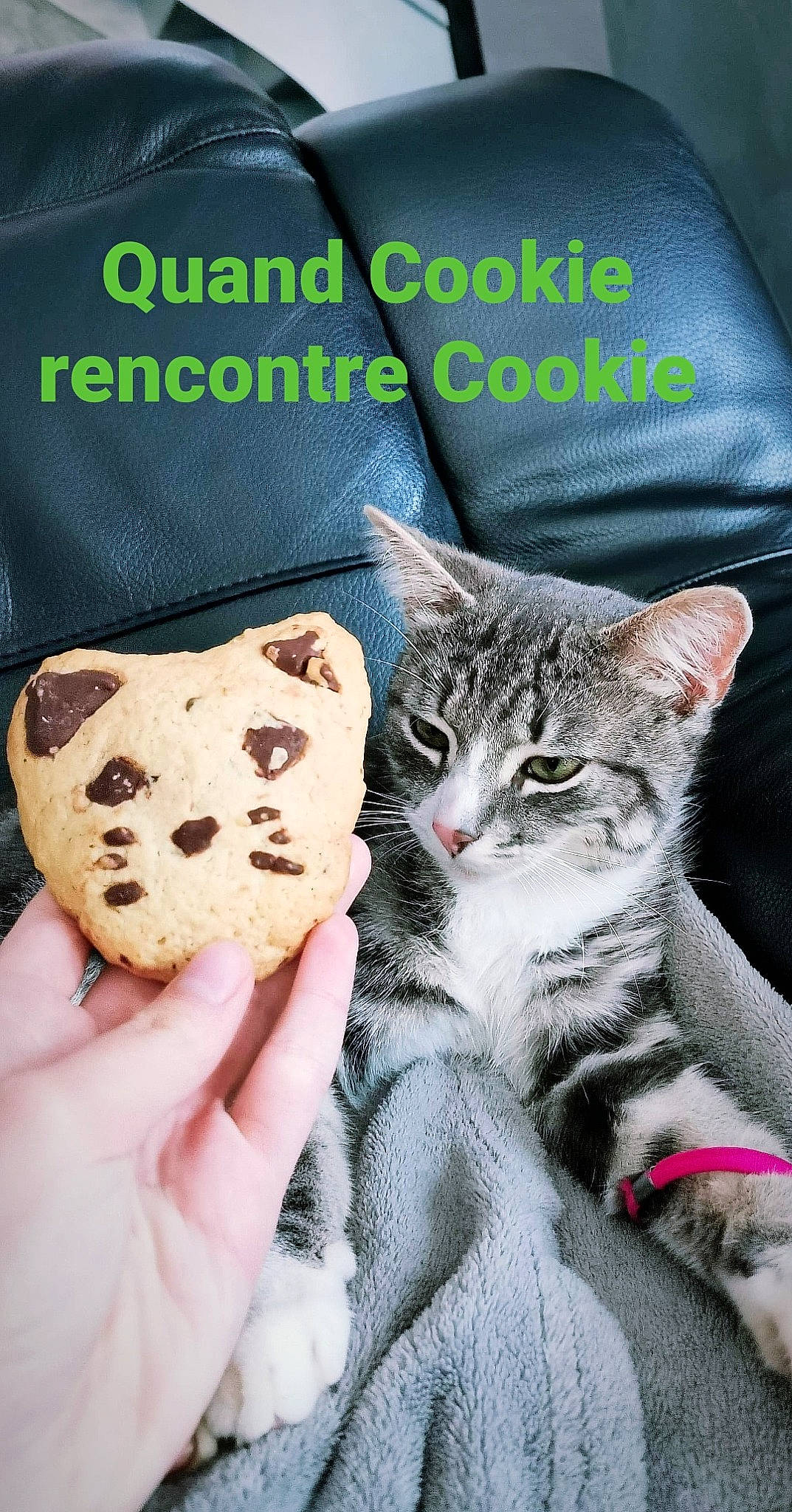 Cookie participe au concours pour gagner de l'argent avec cette photo : biscuit, carnivore, cat, claw, comfort_food, domestic_short_haired_cat, felidae, font, fur, linens, nail, pattern, paw, photo_caption, recipe, sleeve, small_to_medium_sized_cats, snout, textile, whiskers