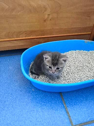 Taxi a rejoint le concours — aidez-le/la à gagner de superbes lots ! animal_feed, carnivore, cat, cat_food, cat_supply, domestic_short_haired_cat, electric_blue, felidae, fur, mammal, paw, pet_supply, small_to_medium_sized_cats, tail, terrestrial_animal, whiskers, wildlife