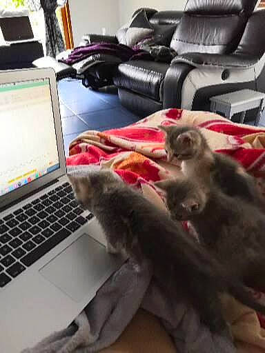 Taxi participe au concours pour gagner de l'argent avec cette photo : carnivore, cat, comfort, companion_dog, computer, computer_keyboard, domestic_short_haired_cat, felidae, input_device, laptop, mammal, office_equipment, peripheral, personal_computer, room, small_to_medium_sized_cats, space_bar, tail, touchpad, whiskers