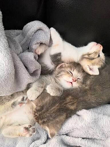 Taxi a rejoint le concours — aidez-le/la à gagner de superbes lots ! carnivore, cat, claw, cloud, comfort, domestic_short_haired_cat, fawn, felidae, fur, grey, linens, nap, paw, sleep, small_to_medium_sized_cats, tail, whiskers, wood