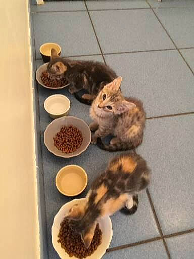 Taxi a rejoint le concours — aidez-le/la à gagner de superbes lots ! animal_feed, carnivore, cat, cat_food, cat_supply, cuisine, dish, fawn, felidae, flooring, food, ingredient, mammal, pet_food, pet_supply, small_animal_food, small_to_medium_sized_cats, tableware, tail, whiskers