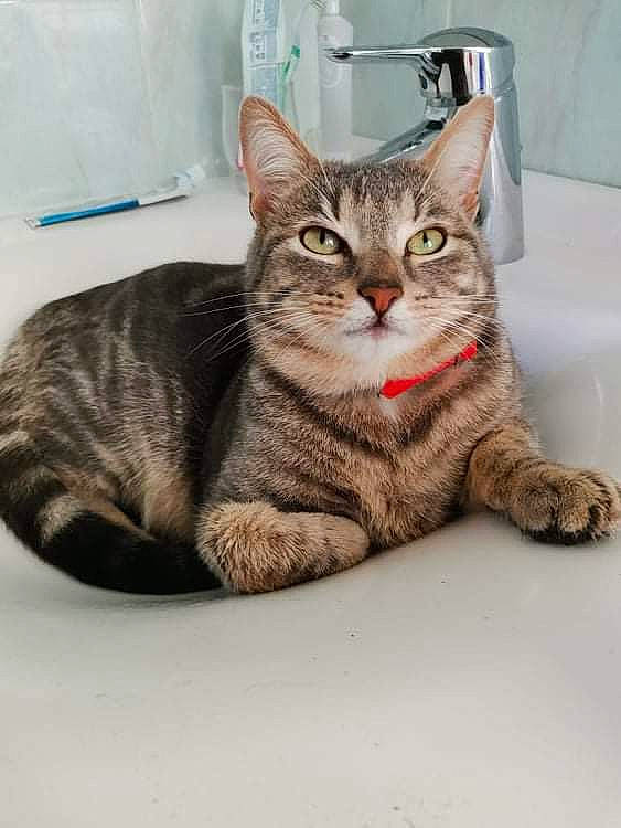 Taxi participe au concours pour gagner de l'argent avec cette photo : carnivore, cat, cat_supply, domestic_short_haired_cat, felidae, fur, paw, sitting, small_to_medium_sized_cats, snout, tail, whiskers