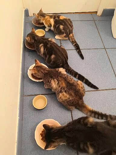 Gnocchi participe au concours pour gagner de l'argent avec cette photo : carton, cat, cuisine, dog_breed, felidae, floor, flooring, fur, hardwood, ingredient, metal, recipe, shadow, shipping_box, small_to_medium_sized_cats, tableware, tail, terrestrial_animal, whiskers, wood