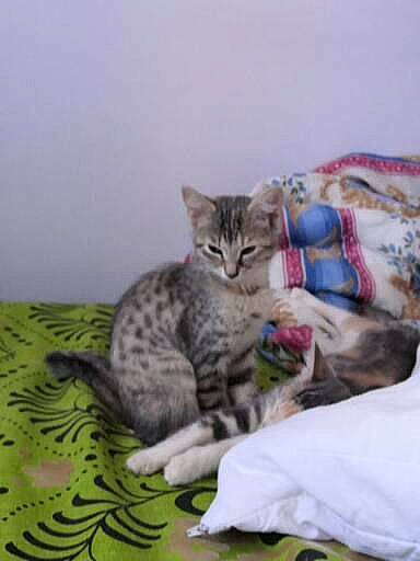 Gnocchi participe au concours pour gagner de l'argent avec cette photo : bed, carnivore, cat, claw, comfort, domestic_short_haired_cat, felidae, fur, grey, linens, paw, sitting, small_to_medium_sized_cats, snout, tail, terrestrial_animal, whiskers