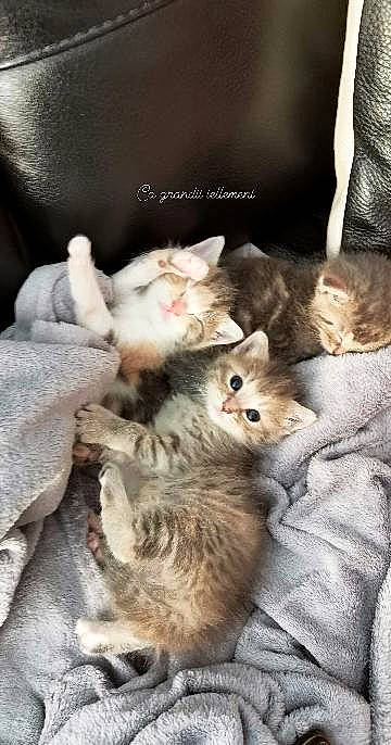 Gnocchi participe au concours pour gagner de l'argent avec cette photo : carnivore, cat, claw, comfort, domestic_short_haired_cat, fawn, felidae, fur, gesture, grey, nap, paw, photo_caption, small_to_medium_sized_cats, tail, whiskers