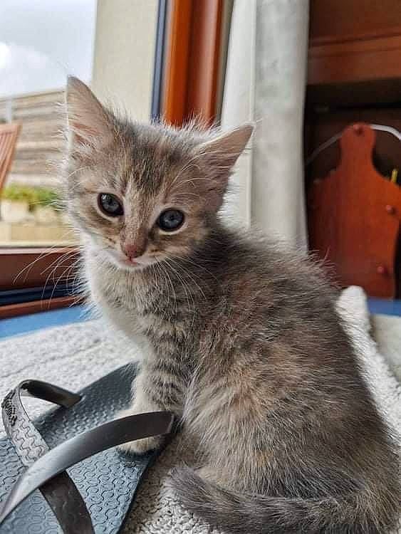 Gnocchi a rejoint le concours — aidez-le/la à gagner de superbes lots ! carnivore, cat, claw, comfort, domestic_short_haired_cat, fawn, felidae, fur, luggage_and_bags, paw, sitting, small_to_medium_sized_cats, snout, tail, terrestrial_animal, whiskers, wildlife, window