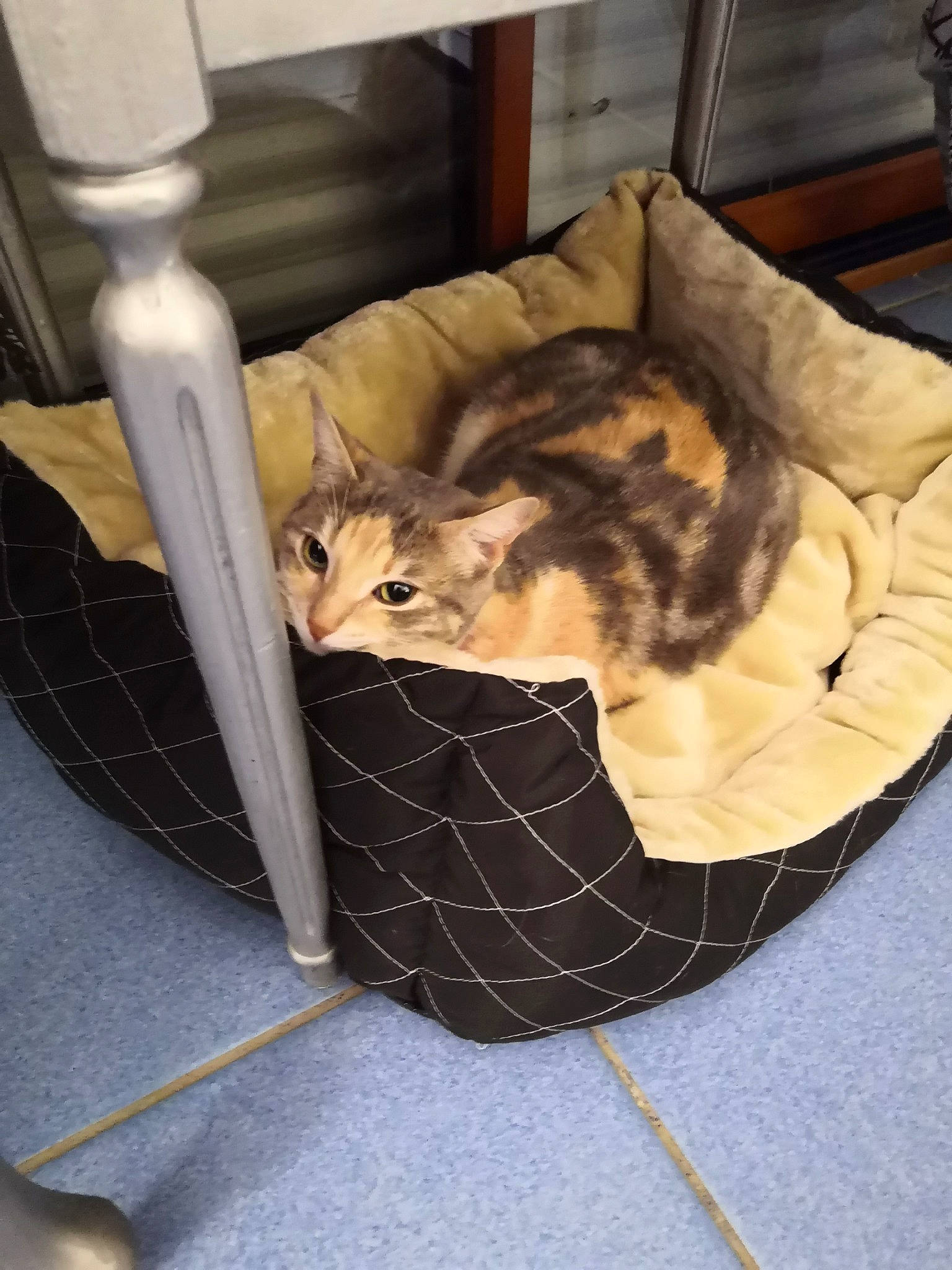 Sushi a rejoint le concours — aidez-le/la à gagner de superbes lots ! animal_shelter, bag, baggage, basket, carnivore, cat, cat_bed, cat_supply, chair, comfort, couch, fawn, felidae, linens, luggage_and_bags, pet_supply, small_to_medium_sized_cats, tail, whiskers, wood