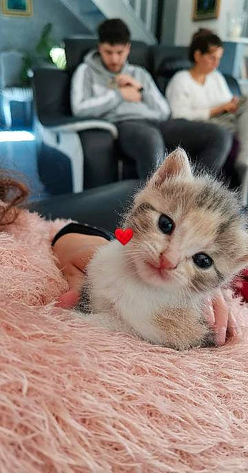 Sushi participe au concours pour gagner de l'argent avec cette photo : carnivore, cat, chair, claw, comfort, domestic_short_haired_cat, event, fawn, felidae, flooring, foot, fur, mammal, nail, paw, sitting, small_to_medium_sized_cats, snout, toe, whiskers