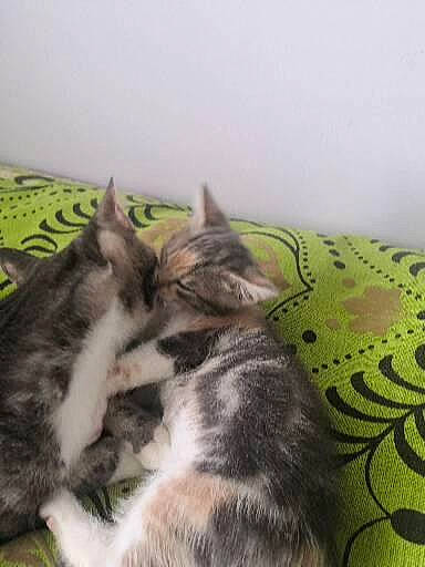 Sushi participe au concours pour gagner de l'argent avec cette photo : carnivore, cat, claw, comfort, domestic_short_haired_cat, felidae, fur, grass, grey, nap, paw, sleep, small_to_medium_sized_cats, snout, tail, terrestrial_animal, whiskers