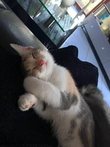 Sushi a rejoint le concours — aidez-le/la à gagner de superbes lots ! carnivore, cat, claw, comfort, computer_keyboard, domestic_short_haired_cat, felidae, flooring, fur, metal, paw, small_to_medium_sized_cats, snout, tail, whiskers