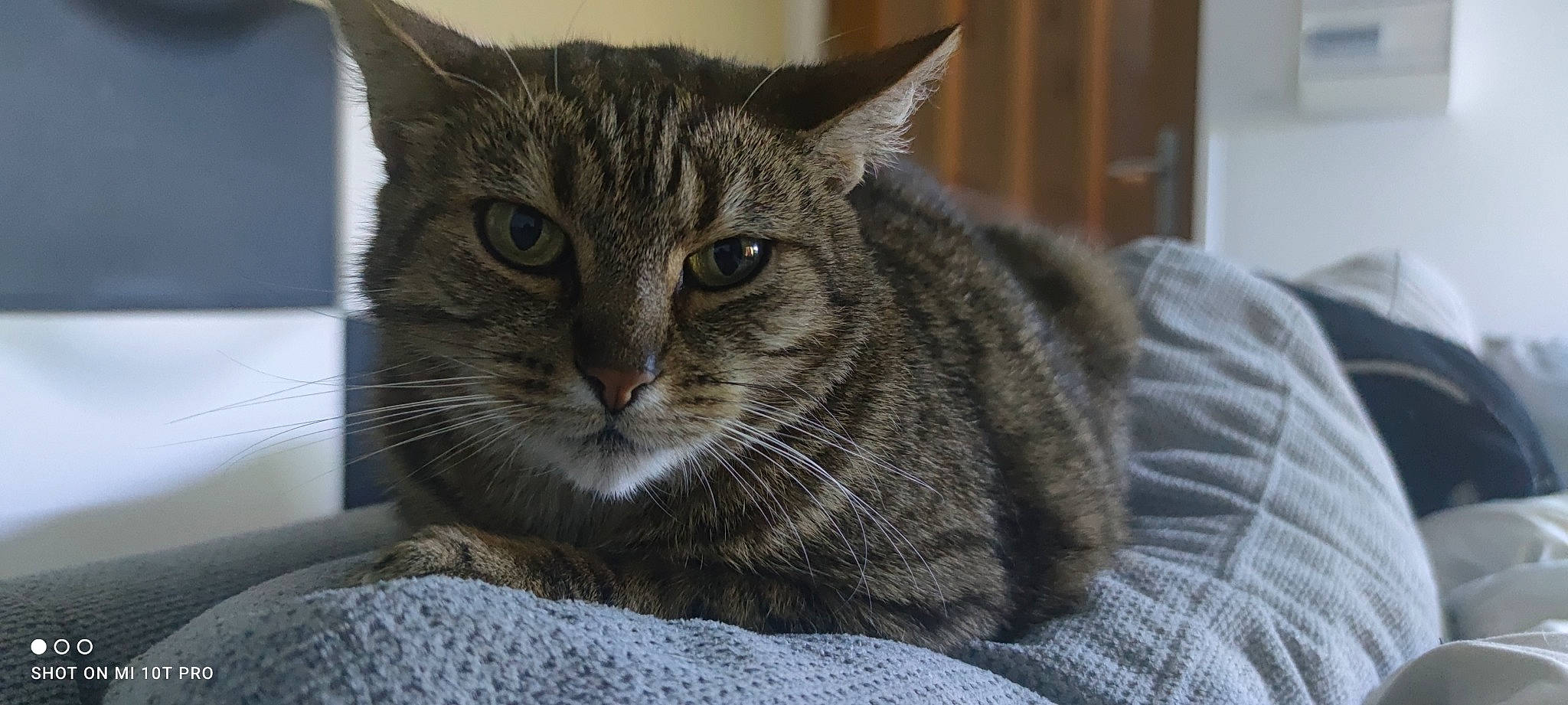 Brigand a rejoint le concours — aidez-le/la à gagner de superbes lots ! carnivore, cat, cat_supply, claw, comfort, domestic_short_haired_cat, felidae, fur, grey, paw, small_to_medium_sized_cats, terrestrial_animal, whiskers, window