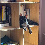 Vecna participe au concours pour gagner de l'argent avec cette photo : animal, black_cat, books, bookshelf, cat, cozy, cubicle, feline, home, indoor, light, pet, quiet, reading, relaxed, resting, shadow, shelf, sunlight, wooden_furniture