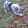 animal, canine, chewing, daylight, dog, field, grass, ground, leaves, nature, outdoor, park, parked_cars, pet, playing, security_vest, snow, stick, white_and_gray_dog, winter