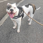 Raya a rejoint le concours — aidez-le/la à gagner de superbes lots ! dog, canine, pet, leash, harness, sidewalk, outdoor, tongue_out, happy, black_and_white, walking, pavement, street, urban, daylight, animal, mammal, friendly, playful, excited