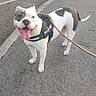 dog, canine, pet, leash, harness, sidewalk, outdoor, tongue_out, happy, black_and_white, walking, pavement, street, urban, daylight, animal, mammal, friendly, playful, excited