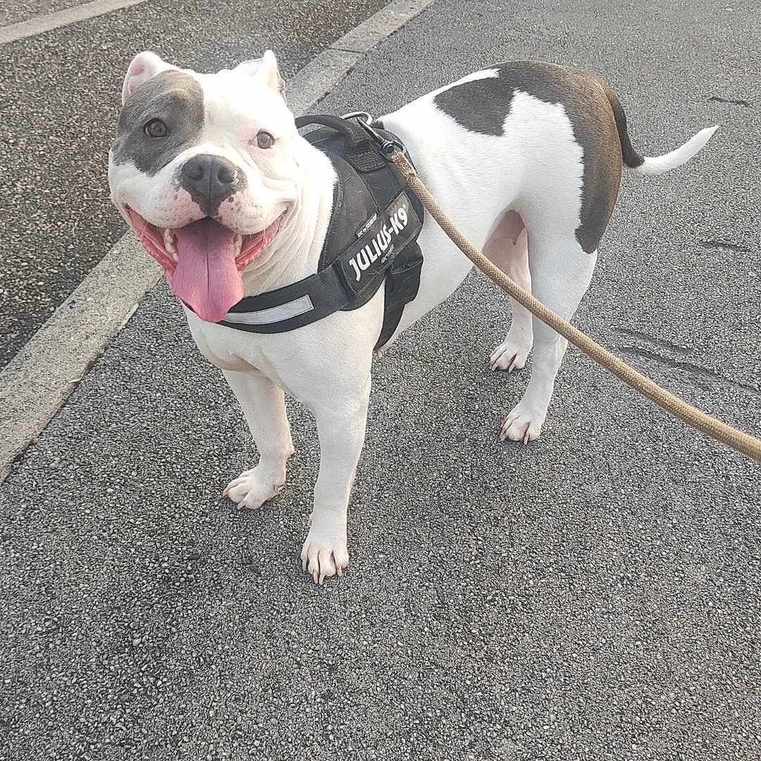 Raya a rejoint le concours — aidez-le/la à gagner de superbes lots ! dog, canine, pet, leash, harness, sidewalk, outdoor, tongue_out, happy, black_and_white, walking, pavement, street, urban, daylight, animal, mammal, friendly, playful, excited