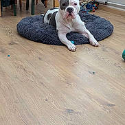 Raya participe au concours pour gagner de l'argent avec cette photo : animal, attention, black_and_white, canine, comfort, cozy, dog, dog_bed, domestic, flooring, furniture, home_interior, indoor, living_space, lounge, pet, radiator, relaxation, resting, wooden_floor