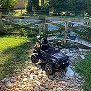 Rico joined the competition — help win amazing prizes! backyard, black_dog, dog, garden, grass, happy_dog, jeep, leaves, nature, outdoor, pet, plants, playful, rocks, small_vehicle, summer, sunlight, toy_car, trees, wooden_fence
