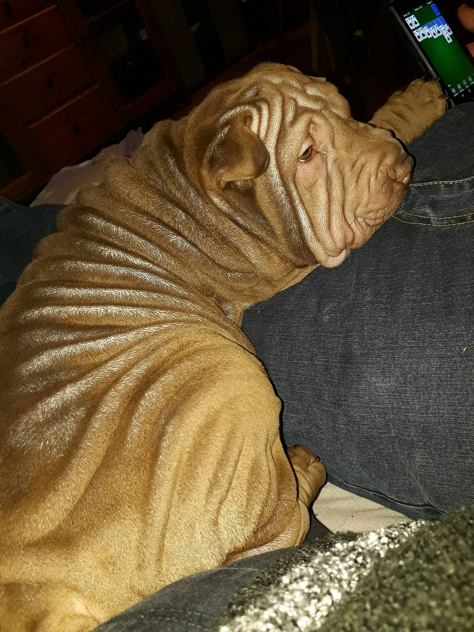 Pinka participe au concours pour gagner de l'argent avec cette photo : canidae, carnivore, companion_dog, dog, dog_breed, dogue_de_bordeaux, fawn, korean_mastiff, mammal, molosser, neapolitan_mastiff, non_sporting_group, old_english_bulldog, ori_pei, shar_pei, skin, snout, wrinkle