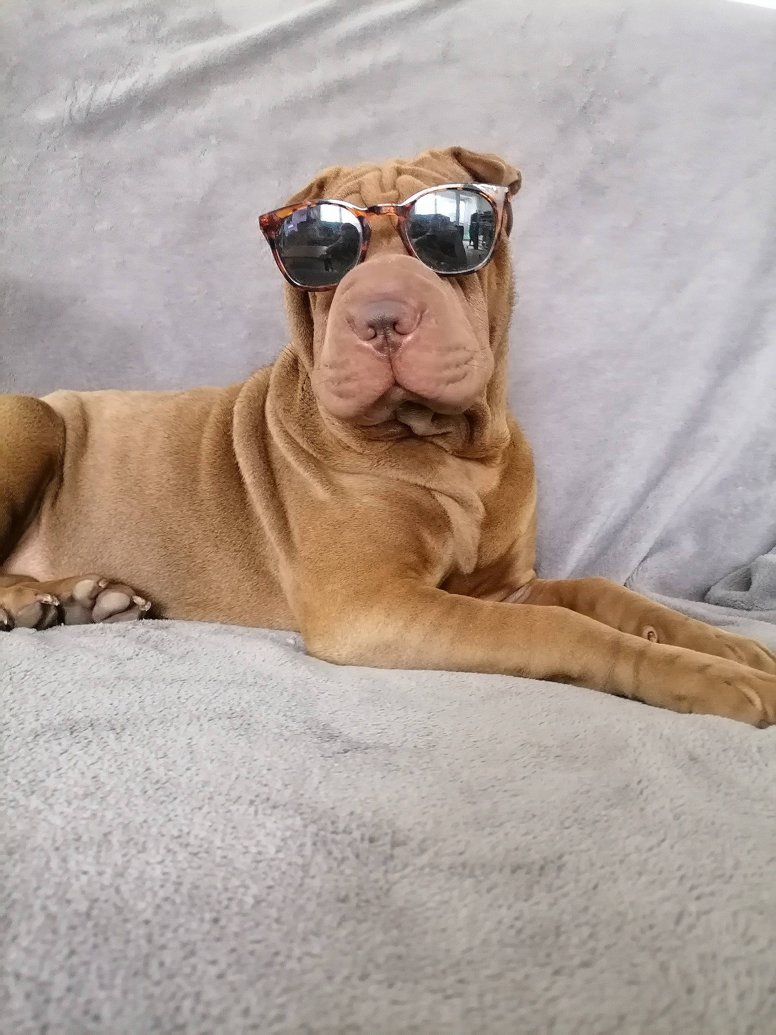 Pinka participe au concours pour gagner de l'argent avec cette photo : american_pit_bull_terrier, bulldog, bullmastiff, canidae, carnivore, dog, dog_breed, fawn, mammal, molosser, non_sporting_group, olde_english_bulldogge, skin, snout, vertebrate, wrinkle