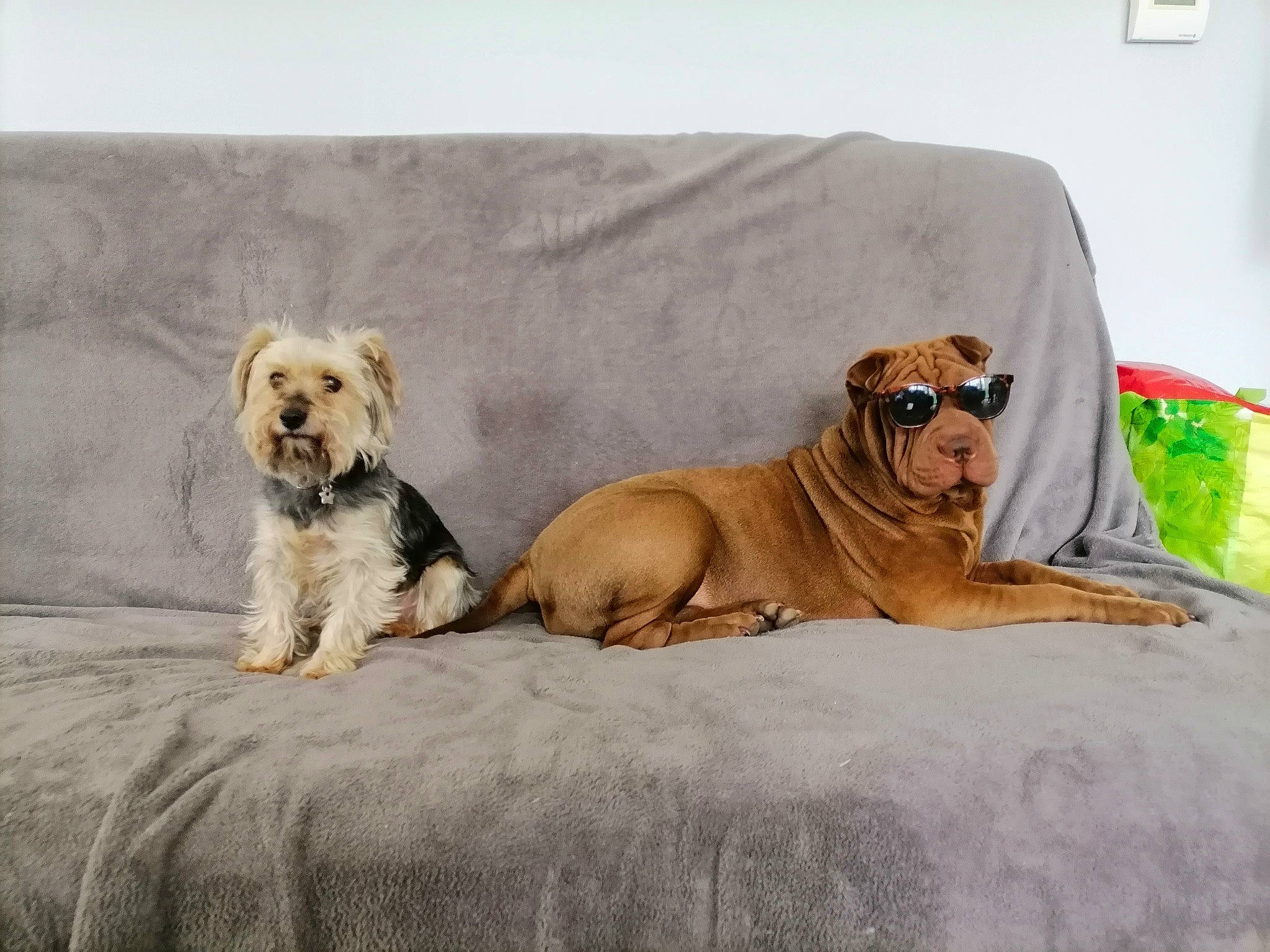 Pinka participe au concours pour gagner de l'argent avec cette photo : canidae, carnivore, companion_dog, dog, dog_breed, fawn, furniture, glen_of_imaal_terrier, irish_soft_coated_wheaten_terrier, mammal, morkie, non_sporting_group, puppy, spaniel, sporting_group, terrier, toy_dog, yorkshire_terrier