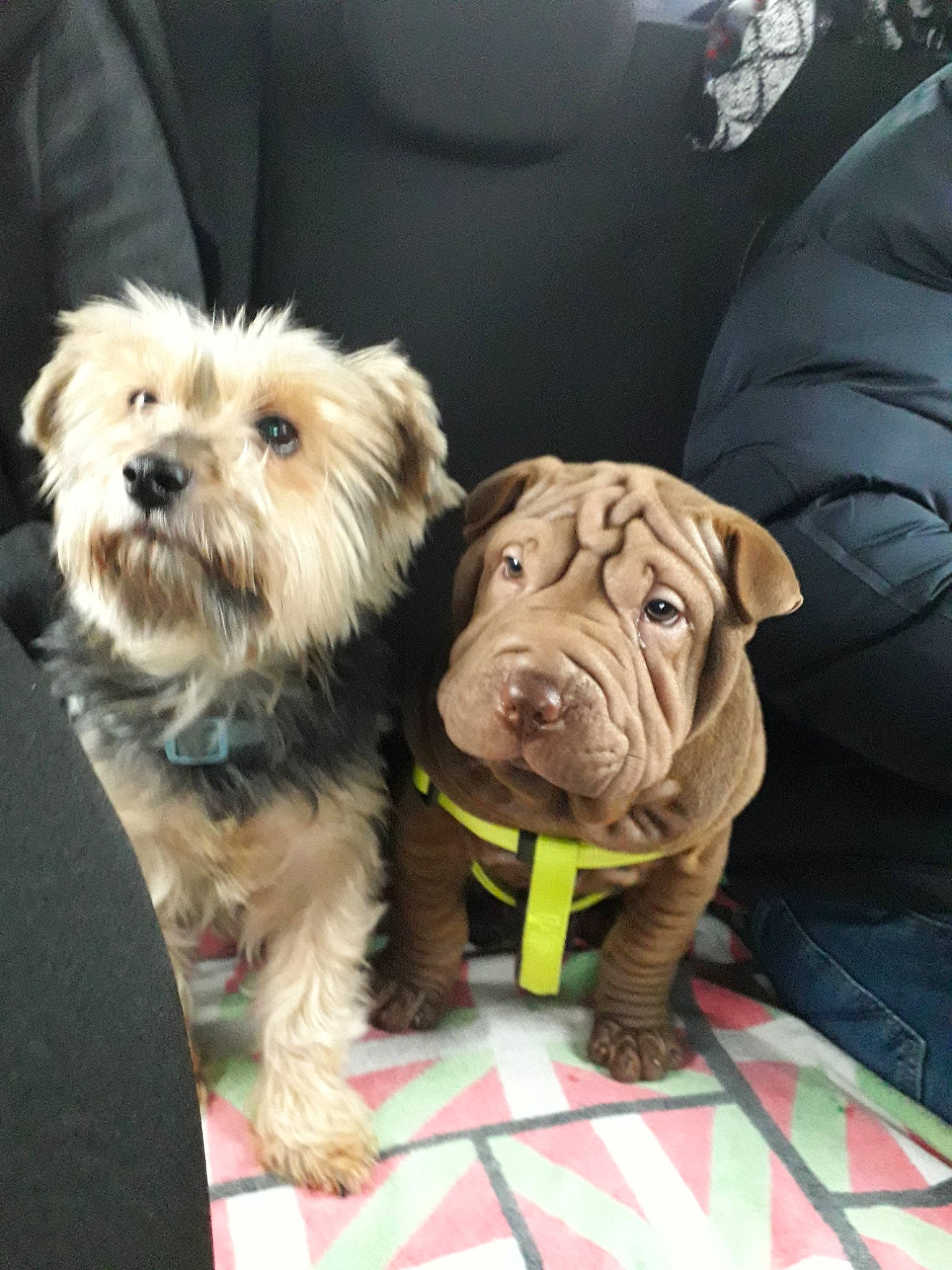 Pinka participe au concours pour gagner de l'argent avec cette photo : cairn_terrier, canidae, carnivore, companion_dog, dog, dog_breed, glen_of_imaal_terrier, griffon_bruxellois, mammal, morkie, non_sporting_group, puppy, rare_breed_dog, small_terrier, snout, sporting_group, terrier, toy_dog, vertebrate, yorkshire_terrier