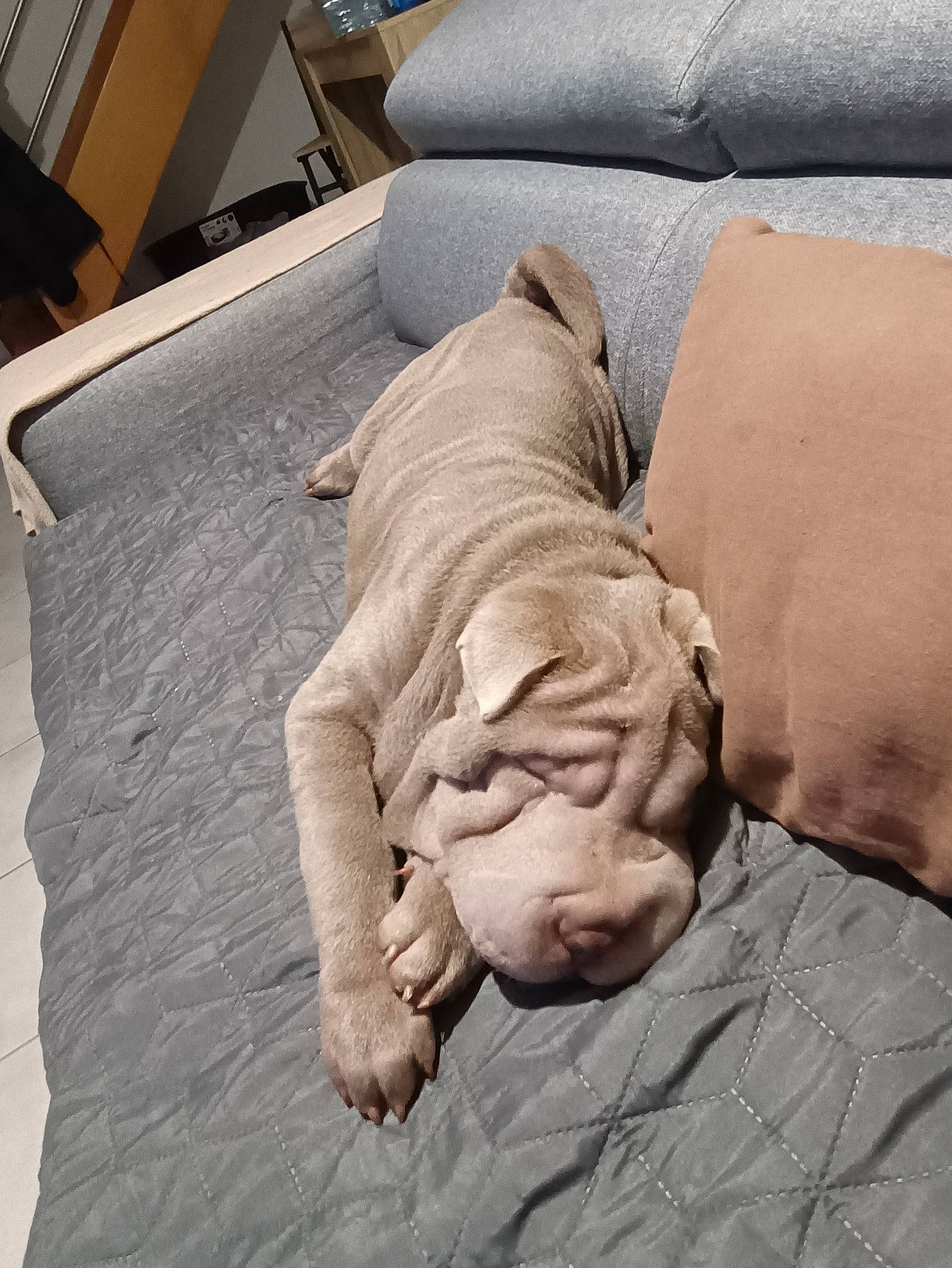 Maurice a rejoint le concours — aidez-le/la à gagner de superbes lots ! art, artifact, big_cats, carnivore, comfort, companion_dog, dog_breed, fawn, felidae, flooring, fur, gesture, hardwood, human_leg, linens, mammal, sculpture, wood, working_animal, wrinkle