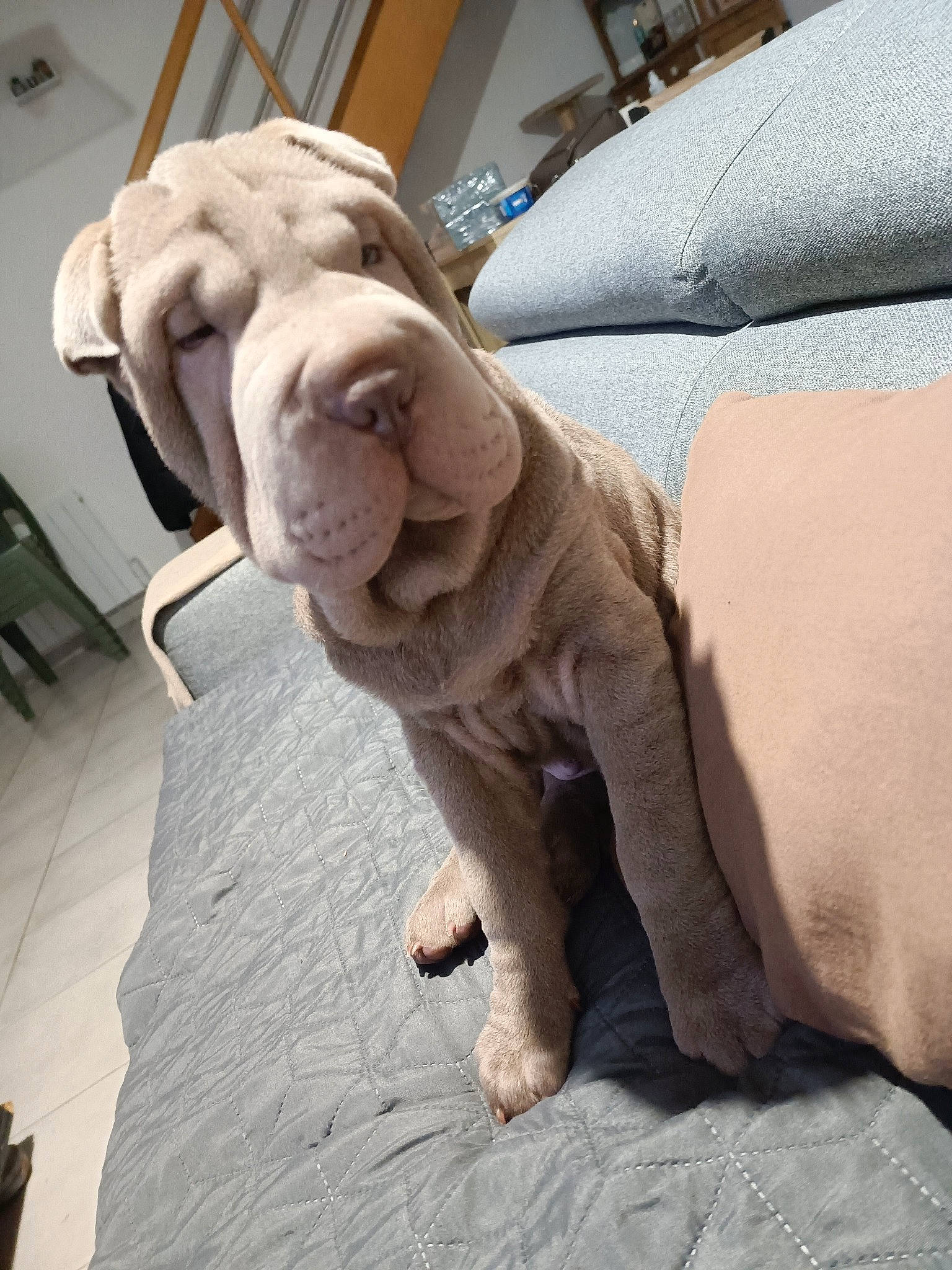 Maurice a rejoint le concours — aidez-le/la à gagner de superbes lots ! art, canidae, carnivore, comfort, companion_dog, dog, dog_breed, fawn, flooring, fur, liver, snout, sporting_group, stuffed_toy, tail, terrestrial_animal, toy, wood, working_animal, wrinkle