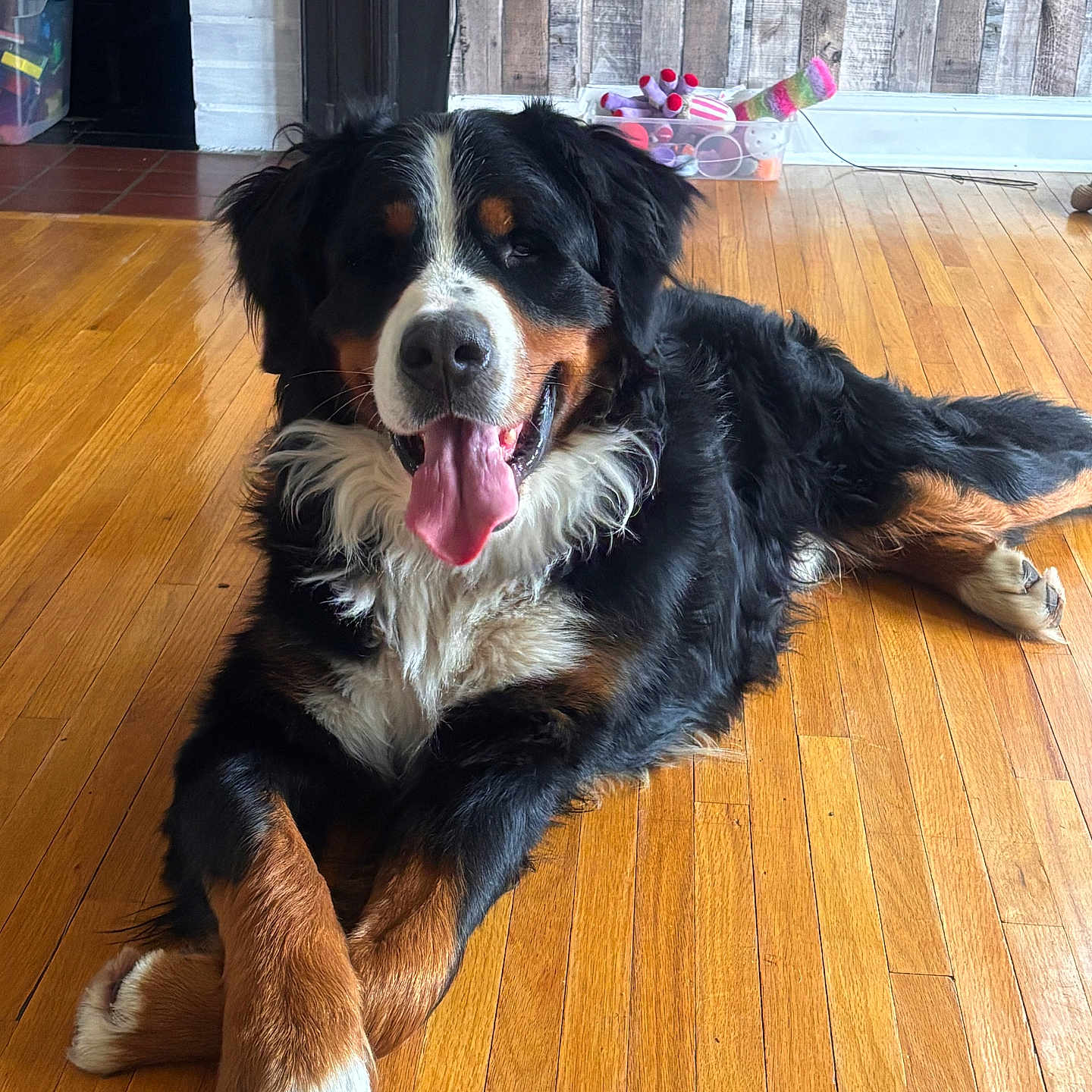Koda is registered to the contest to win money with this photo: dog, bernese_mountain_dog, indoor, wooden_floor, tongue_out, happy, pet, animal, fur, black, brown, white, toys, box, relaxed, laying_down, paw, crossed_paws, home, rustic_wall