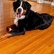 Koda joined the competition — help win amazing prizes! dog, bernese_mountain_dog, indoor, wooden_floor, pet, canine, happy, tongue_out, laying_down, fur, black_fur, brown_fur, white_fur, domestic_animal, animal, companion, house, flooring, relaxed, friendly