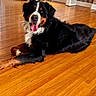 dog, bernese_mountain_dog, indoor, wooden_floor, pet, canine, happy, tongue_out, laying_down, fur, black_fur, brown_fur, white_fur, domestic_animal, animal, companion, house, flooring, relaxed, friendly