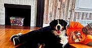Koda joined the competition — help win amazing prizes! bernese_mountain_dog, bin, blinds, casual, dog, fireplace, floor, happy, hat, indoor, man, orange_shirt, pet, relaxing, smiling, tongue_out, toys, window, wood_floor, wood_panel_wall