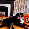 Koda joined the competition — help win amazing prizes! dog, bernese_mountain_dog, man, orange_shirt, hat, wood_floor, fireplace, bin, toys, window, blinds, wood_panel_wall, relaxing, indoor, pet, happy, tongue_out, casual, floor, smiling