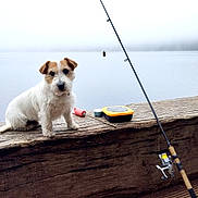 Pepsy a rejoint le concours — aidez-le/la à gagner de superbes lots ! animal, brown_spot, calm, dock, dog, fishing, fishing_rod, fog, fur, lake, leisure, nature, outdoor, pet, sky, tackle_box, water, white_dog, wood, wooden_bench