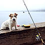 animal, brown_spot, calm, dock, dog, fishing, fishing_rod, fog, fur, lake, leisure, nature, outdoor, pet, sky, tackle_box, water, white_dog, wood, wooden_bench