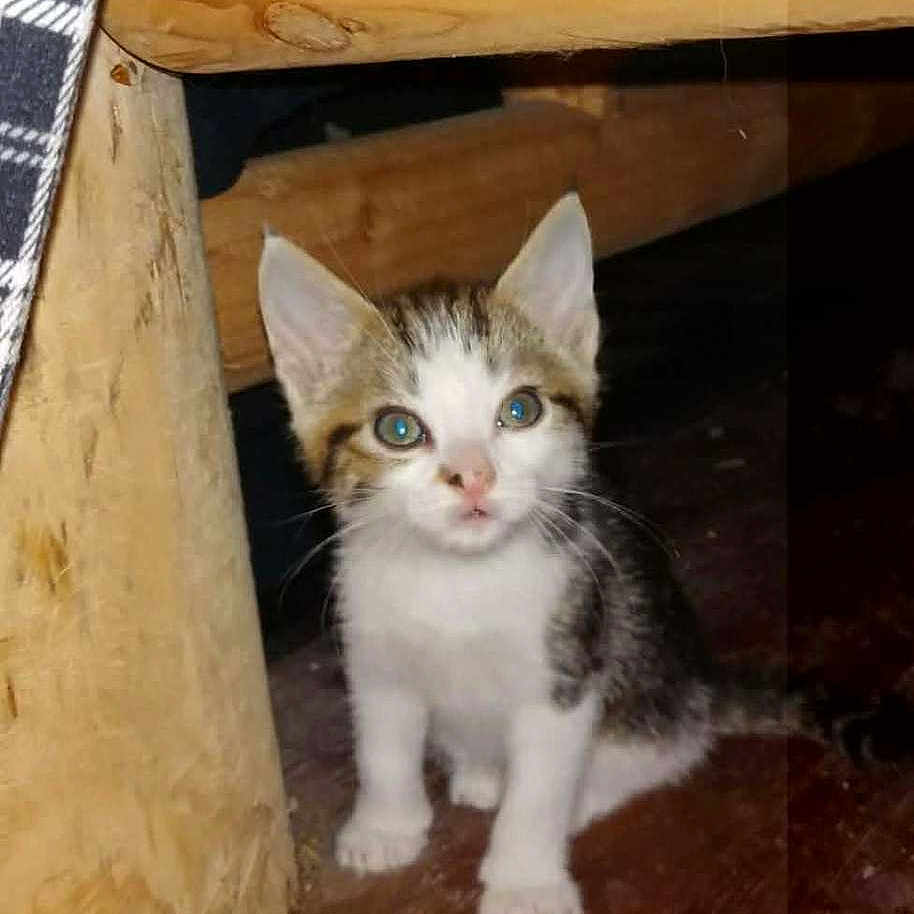 Bella joined the competition — help win amazing prizes! kitten, cat, wooden_floor, wooden_table, indoor, pet, animal, small, cute, curious, fur, whiskers, ears, floor, furniture, domestic, young, mammal, looking_up, sitting