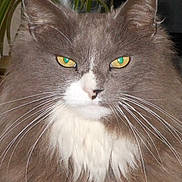 Jake is registered to the contest to win money with this photo: cat, fluffy, yellow_eyes, whiskers, indoor, plant, fur, pet, animal, portrait, close_up, feline, domestic_cat, whisker, face, indoor_plant, houseplant, fur_texture, looking, mammal