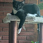 Kevin Of North Fork joined the competition — help win amazing prizes! alert, animal, black_and_white, brick_wall, carpet, cat, cat_tree, green_eyes, home, indoor, kitten, long_tail, lounging, pet, portrait, scratching_post, sitting, tuxedo_cat, whiskers, white_paws