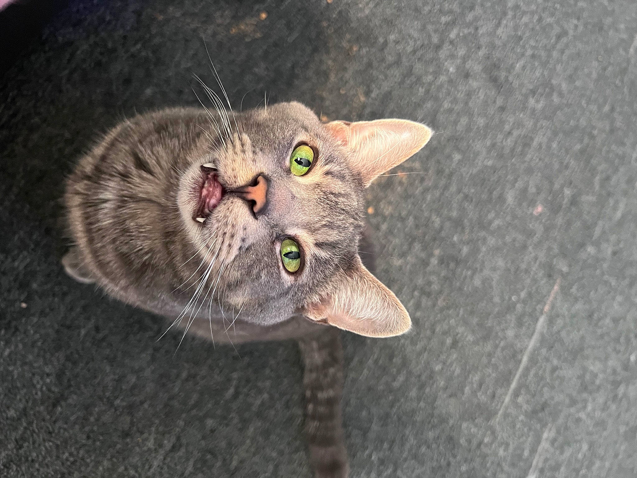 Puff Puff joined the competition — help win amazing prizes! carnivore, cat, domestic_short_haired_cat, ear, felidae, fur, musical_instrument, paw, plant, small_to_medium_sized_cats, snout, tail, whiskers, wildlife