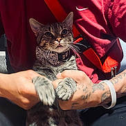 Noodle joined the competition — help win amazing prizes! animal, bow_tie, cat, close_up, collar, cute, domestic_animal, feline, hands, holding, indoor, person, pet, portrait, red_shirt, sitting, tabby_cat, tattoo, tattooed_arm, whiskers