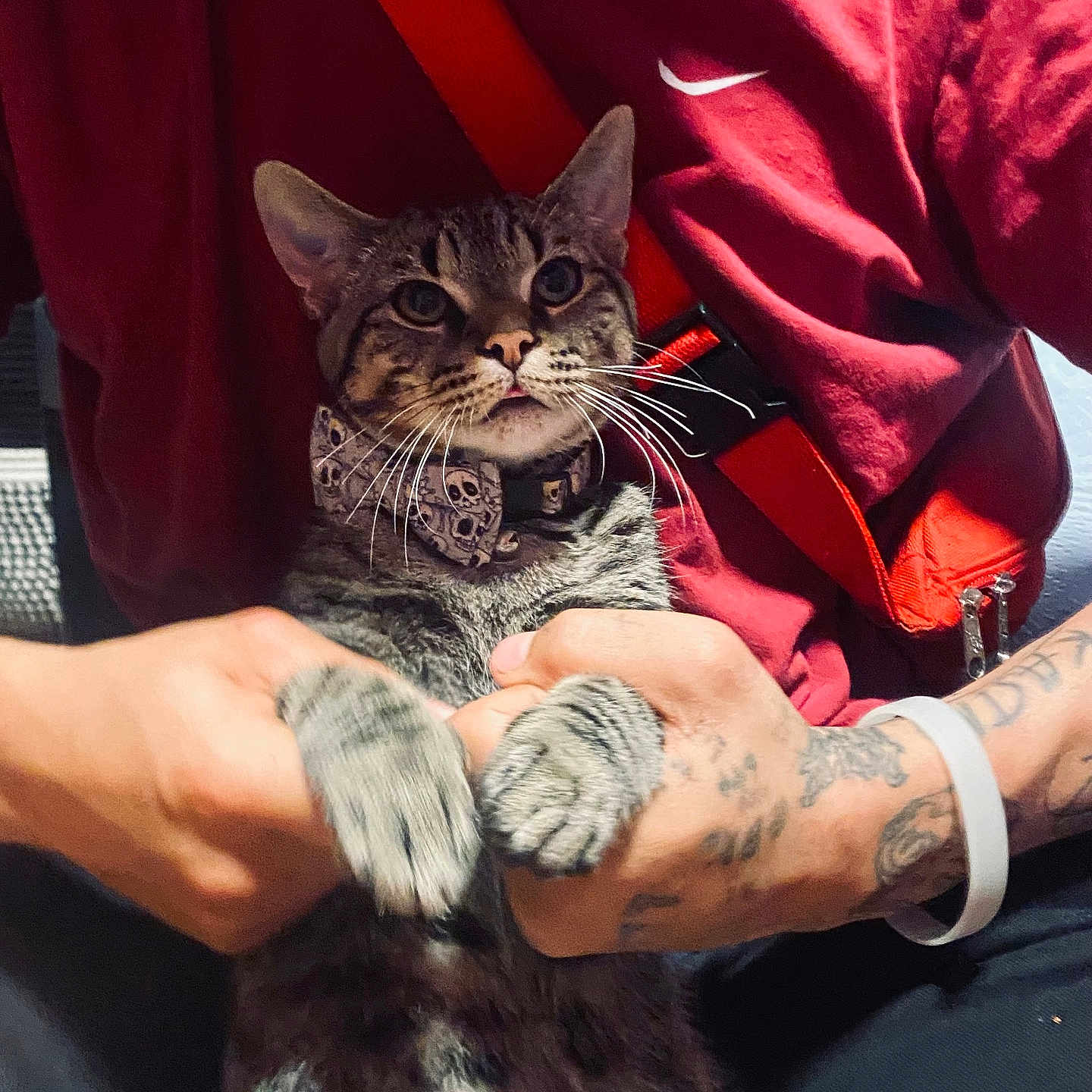 Noodle joined the competition — help win amazing prizes! animal, bow_tie, cat, close_up, collar, cute, domestic_animal, feline, hands, holding, indoor, person, pet, portrait, red_shirt, sitting, tabby_cat, tattoo, tattooed_arm, whiskers