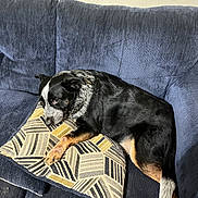 Blue joined the competition — help win amazing prizes! dog, couch, pillow, indoor, resting, black_and_white, fur, pet, relaxed, sleepy, furniture, living_room, canine, animal, comfort, domestic, laying_down, paw, tail, texture