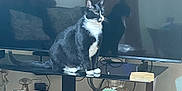 Mustache is registered to the contest to win money with this photo: cat, black_and_white_cat, tuxedo_cat, tv_stand, television, reflection, vase, bird_decor, cables, wooden_floor, curtains, decor, glassware, box, remote_control, power_strip, pet_food, cozy_room, indoor, household_items