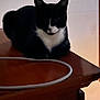 Mustache is registered to the contest to win money with this photo: cat, black_and_white, loaf, wooden_surface, cable, indoor, pet, animal, feline, quiet, resting, shadow, dim_light, table, electronics, television, corner, home, domestic, fur