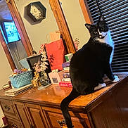 Mustache is registered to the contest to win money with this photo: cat, tuxedo_cat, furniture, dresser, mirror, books, window_blinds, indoor, pet, curious, wood, decor, reflection, black_and_white, animal, domestic_cat, household, cozy, sitting, looking